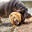 Threatening_Hippopotamus792850