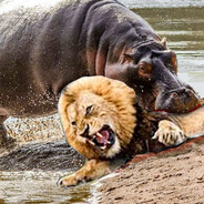 Threatening_Hippopotamus792850