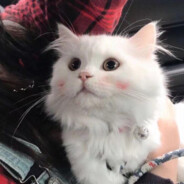 网恋被骗二百万