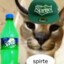 Sprite_Cat