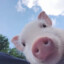 Свинота PIG
