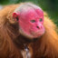 Bald Uakari