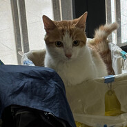 湾仔码头水饺一号