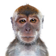 Кккабанмолод11