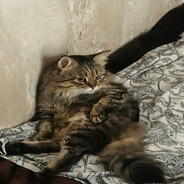 S o f t ⁿ⁰ⁿ⁷