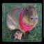 westside capybara