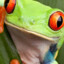 J-frog