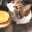 小猫你可以吃芝士汉堡