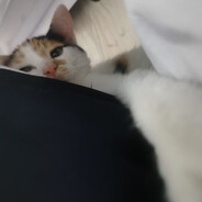 莫寒铮
