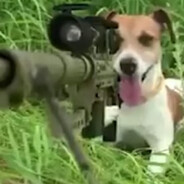 大狗嚼嚼嚼俱乐部布鲁斯1号