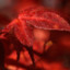 ReD_LeaF