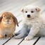 RabbitAndDog