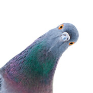 Literally a Pigeon