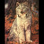 WildLynx