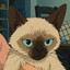 Jetto D Catto