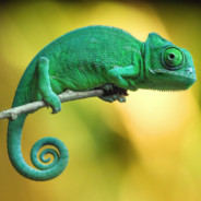 hameleon