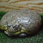 Блебик