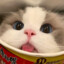 尼猫猫掉菈