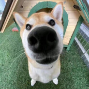 打我自动下载原神