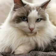 上去就是一个鞭腿