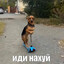 ослИк