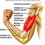 Biceps Brachii