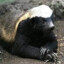 Dissatisfied Honey badger