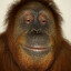 Chimp Chimpington III
