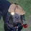 sherdog bones1