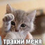 пархатая черемша