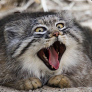 进行一个枪的马