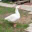 Goose