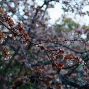 题张十一旅舍咏榴花