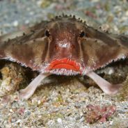 CaptainBatFish