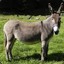 A Donkey