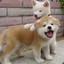 Shibas4Dais