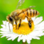 541,923 honey bees