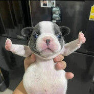 Rub mah bellay