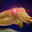 The_Dangerous_Cuttlefish