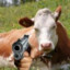 Gun_cow