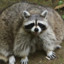 UglyRacoon