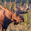 Avatar of A LITERAL MOOSE