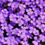 PurplexBlossom