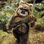 Wati Maroufleur d&#039;Ewok