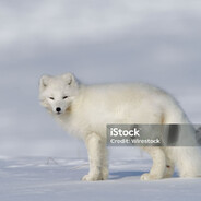 Artic Fox