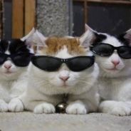 caT_Ty