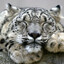 BIG PUSSY