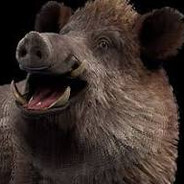 Boar