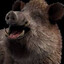 Boar