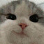 pat